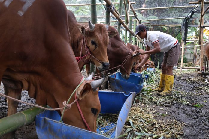 Sapi Glonggongan