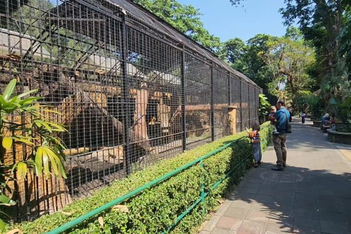 Mengelola Kebun Binatang Surabaya